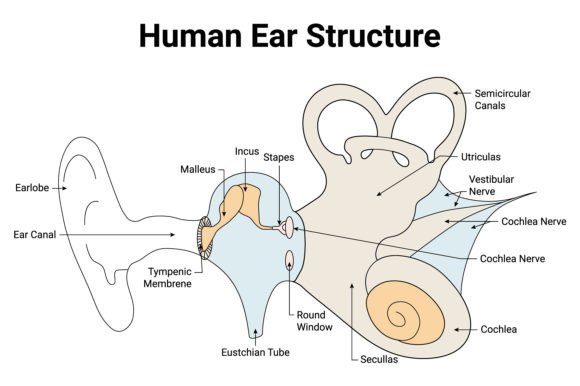 Download Human Ear Structure Science Design - Man Collection