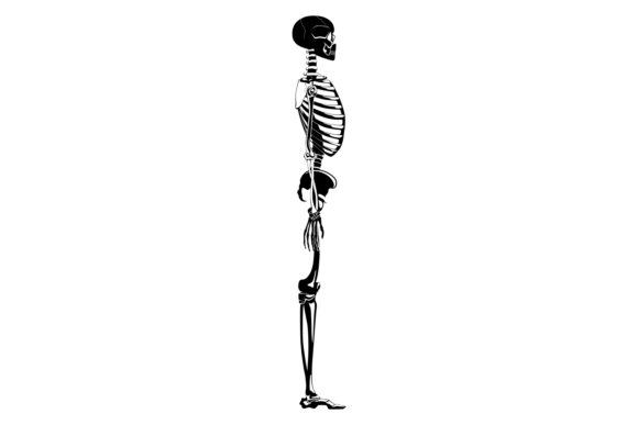 Download Human Skeleton Side View. Bone Structure - Man Collection